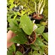 Hoya sp. Aceh