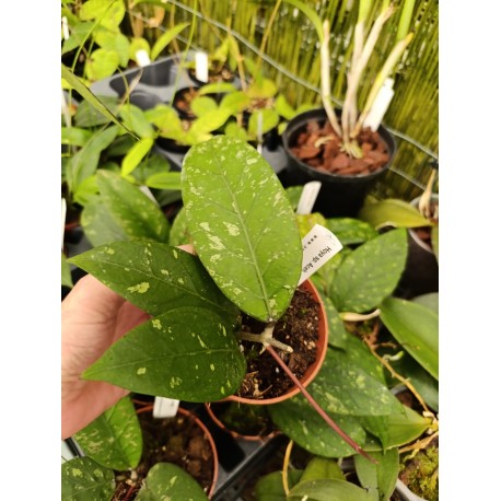 Hoya sp. Aceh