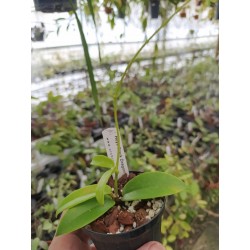 Hoya cv Black Dragon