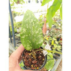 Hoya sp. Padang Sidempuan