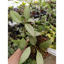Hoya nicholsoniae 'New Guinea Ghost'